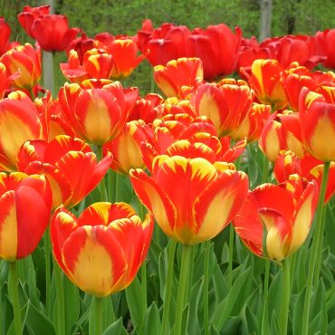 Tulip Time Cruise